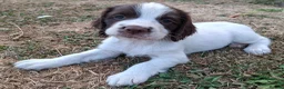 English Springer Spaniel dogs for sale: Working springer spaniel pups - Advert 19