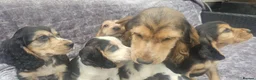 Cocker Spaniel dogs for sale: Show type cocker spaniel puppies stynning in Bolton - Advert 7