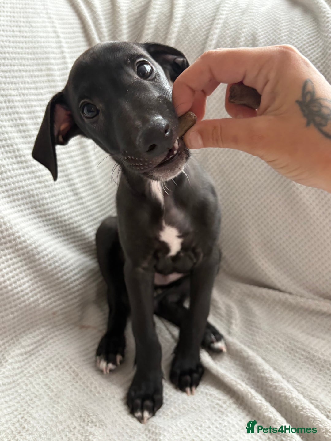 Mixed Breed dogs for sale: Collie Whippet Greyhound  - Image 7