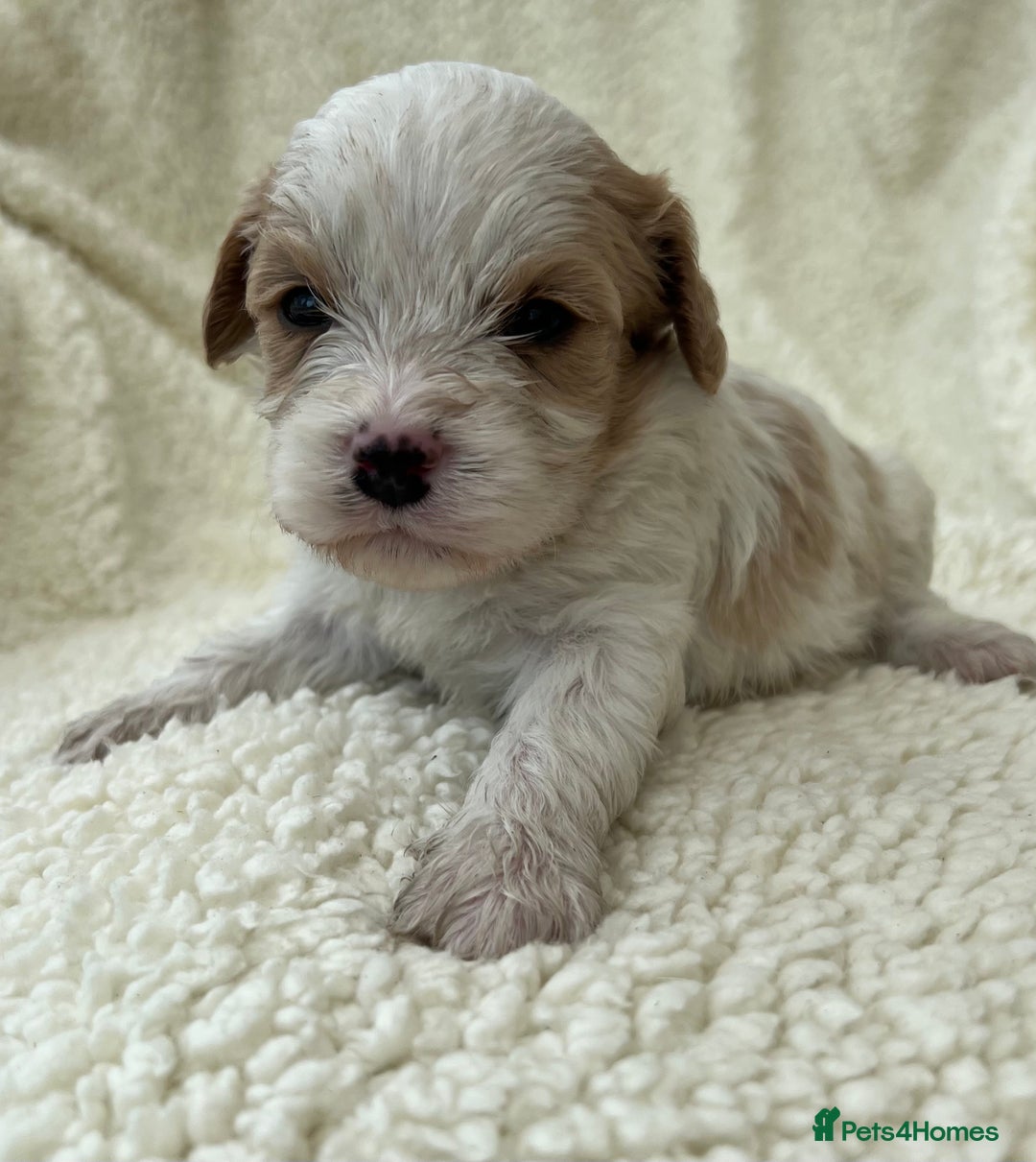 Cavachon dogs for sale: Beautiful Cavashon puppies  - Image 6