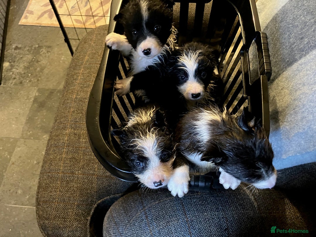 Border Collie dogs for sale: Border Collie Puppies  - Advert 8