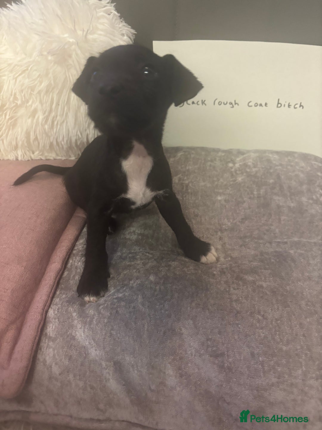 Patterjack dogs for sale:  🐾Patterdale x Jack Russell Puppies🐾 - Image 5