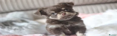 Chihuahua 4