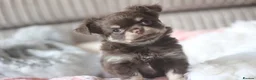 Chihuahua dogs for sale: OUTSTANDING QUALITY KC REG CHIHUAHUA PUPPIES 🐶🤎 - Advert 1