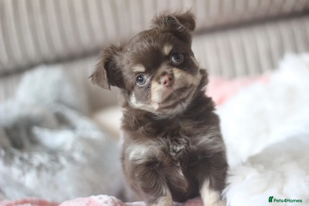 Chihuahua dogs for sale: OUTSTANDING QUALITY KC REG CHIHUAHUA PUPPIES 🐶🤎 - Advert 1