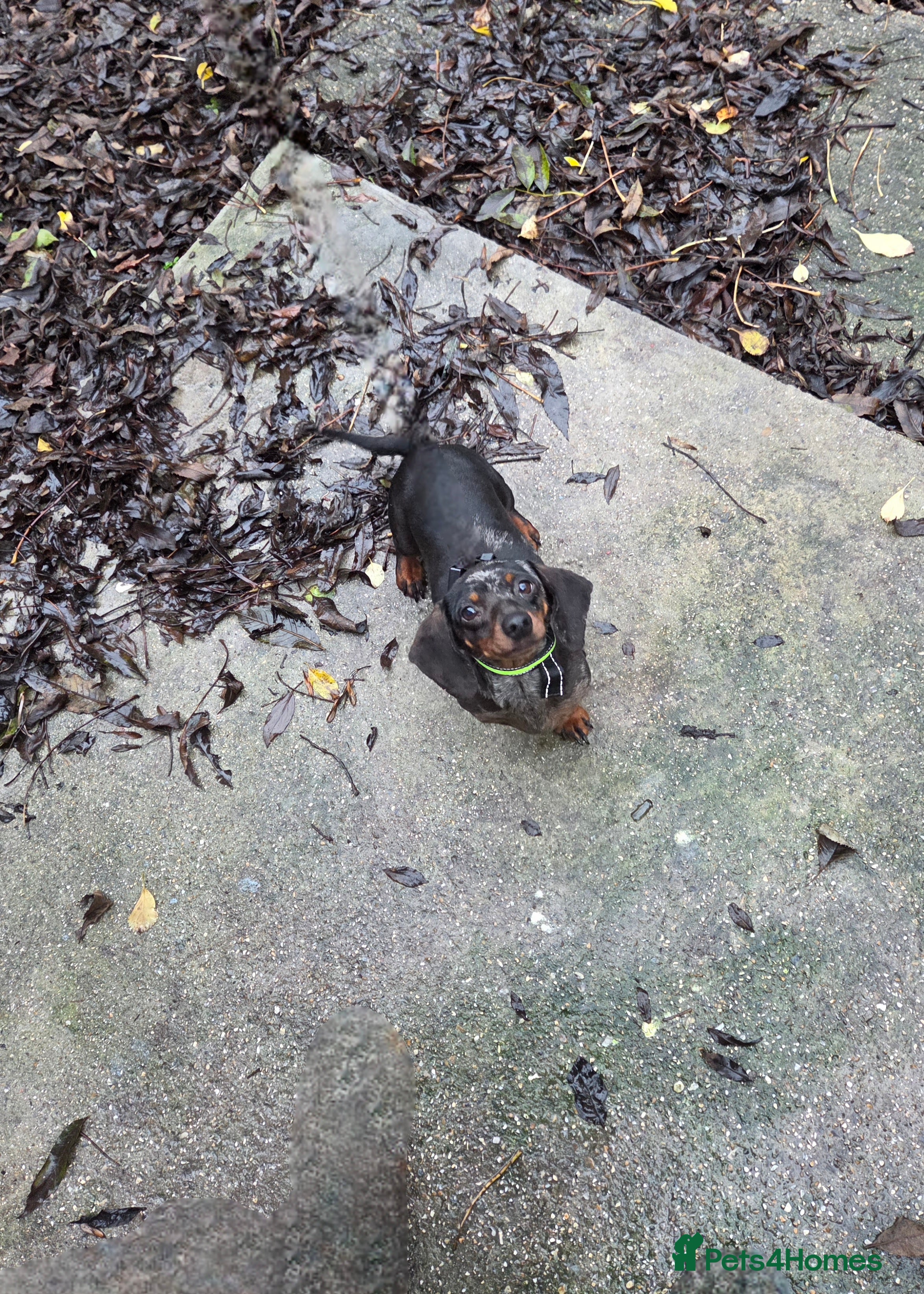 Dachshund dogs Dachshund - Advert 13