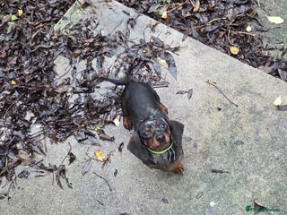 Dachshund dogs Dachshund - Advert 1