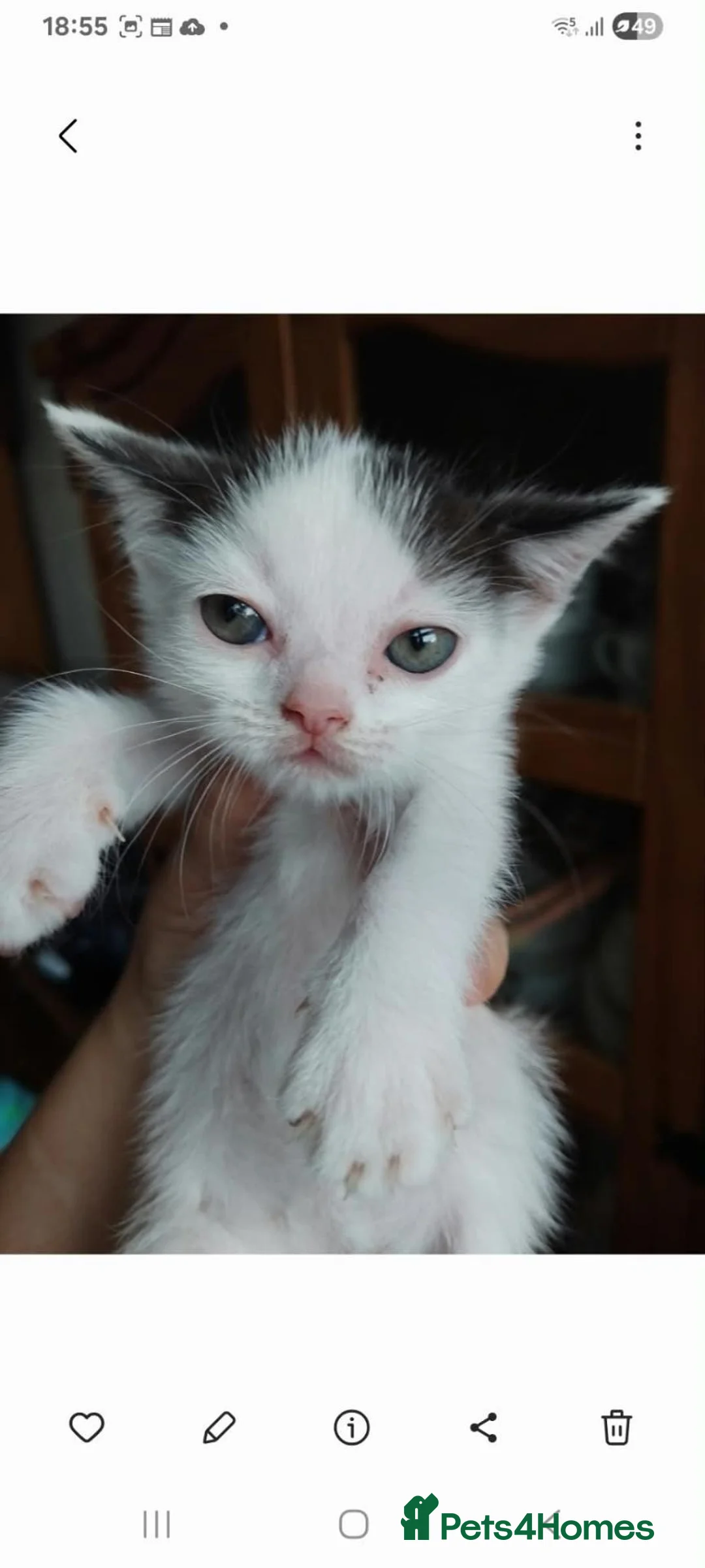 Mixed Breed cats for sale: Persian mix and Persian kittens in London - Advert 38