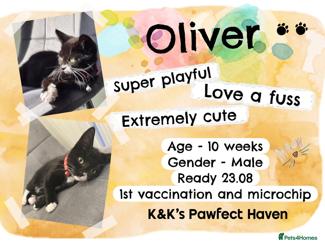Domestic Shorthair cats for sale: Kittens and cats for adoption.  - Image 3