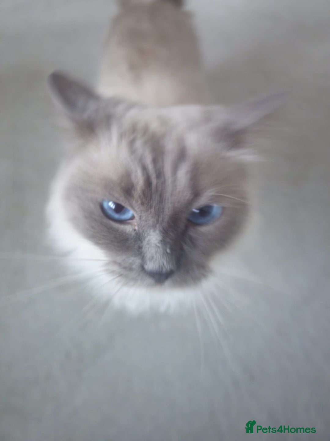 Ragdoll cats for sale: Loving 3-Year-Old Ragdoll Cat Looking for New Home - Image 2