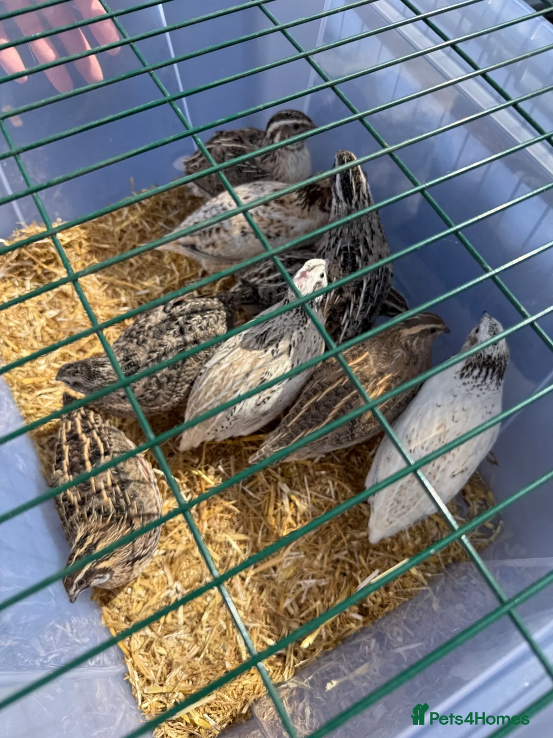 Quail poultry for sale: Coturnix Quail 9x females 3x male - Advert 3