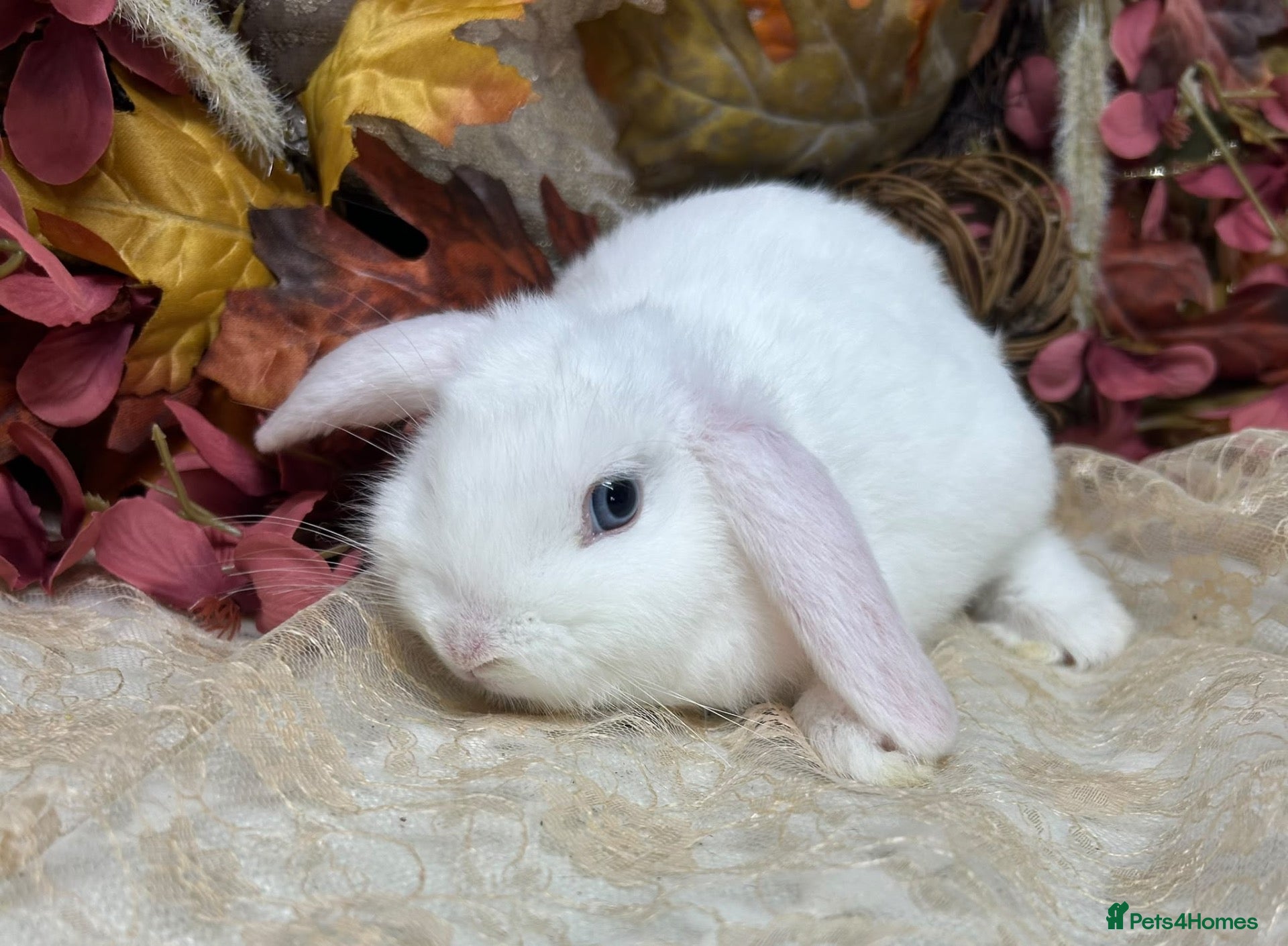 Mini Lop rabbits Mini lop female  - Advert 2