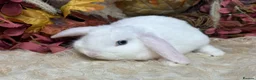 Mini Lop rabbits for sale: Mini lop female  - Advert 2