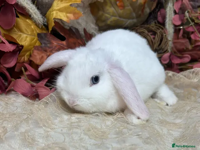 Mini Lop rabbits Mini lop female - Advert 2