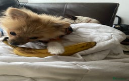 Pomeranian dogs for sale: Beautiful Pomeranian puppiesREDUCED  - Image 14