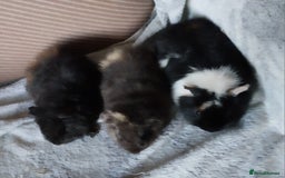 Guinea Pig rodents for sale: Baby teddyguinea pigs - Image 3
