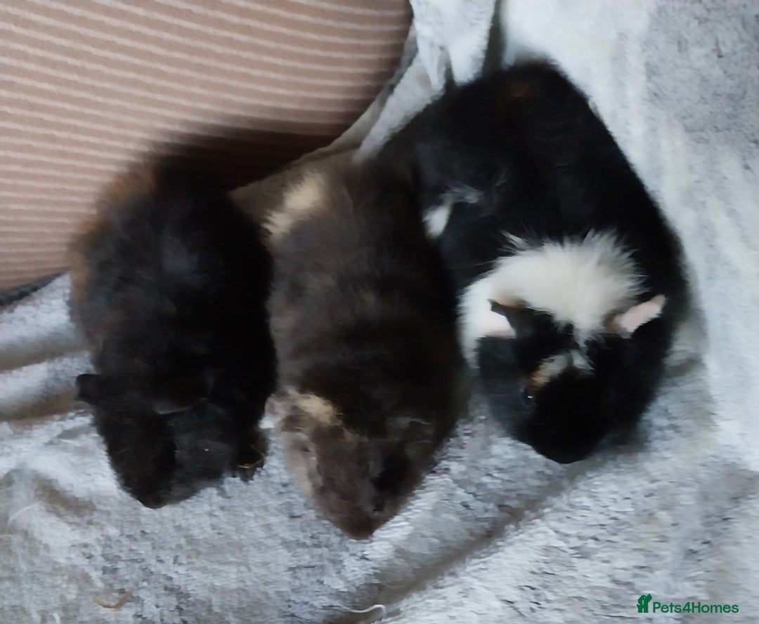 Guinea Pig rodents for sale: Baby teddyguinea pigs - Image 3