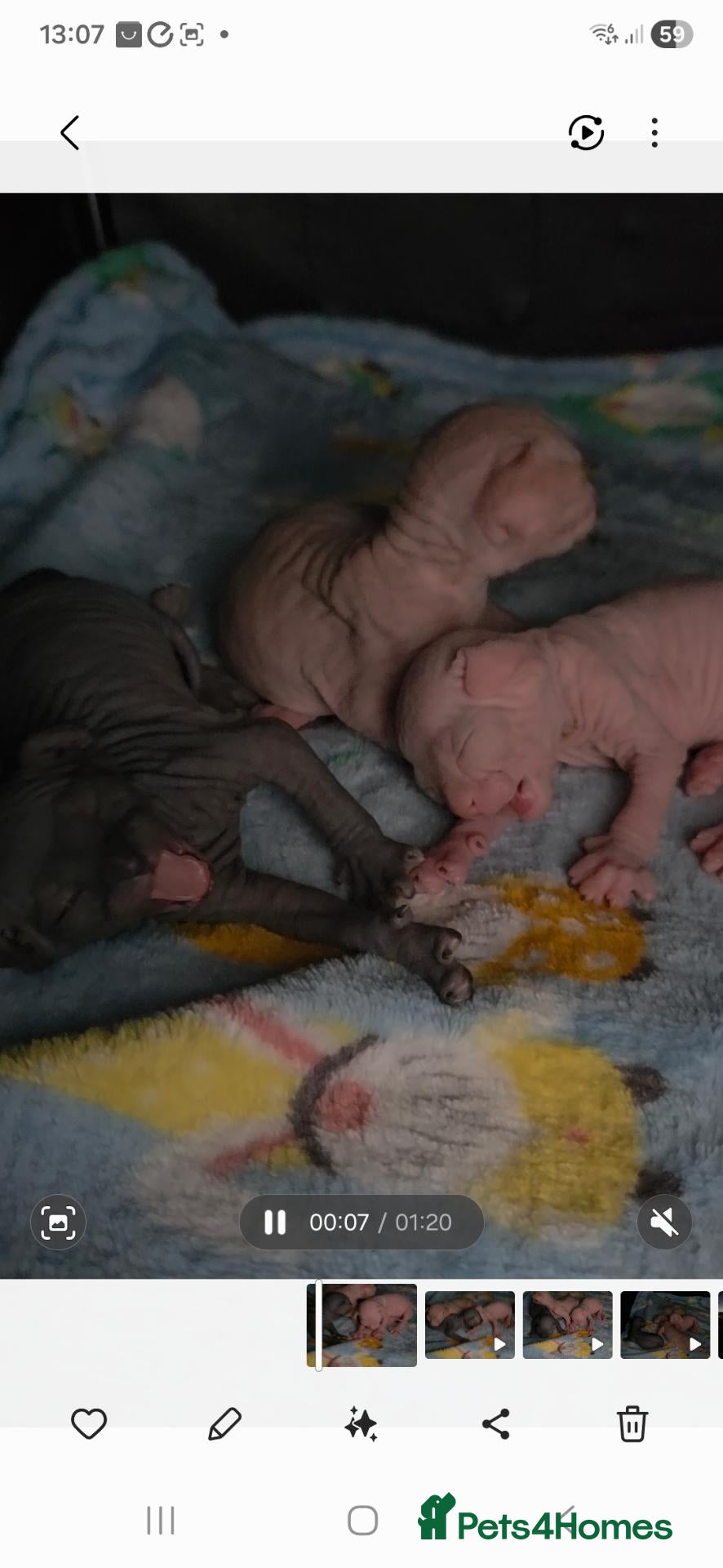 Sphynx cats 2 Stunning Sphynx Boys – Ready Now 💙 - Advert 17