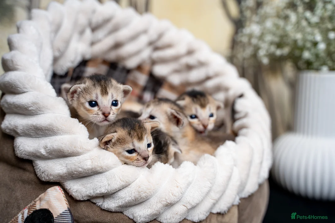 Abyssinian cats for sale: Exceptional Pedigree 6 Abyssinians-Super Friendly - Advert 21