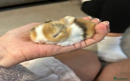 Tri Coloured Dutch rabbits for sale: Tricoloured Dutch Rabbits - Image 6