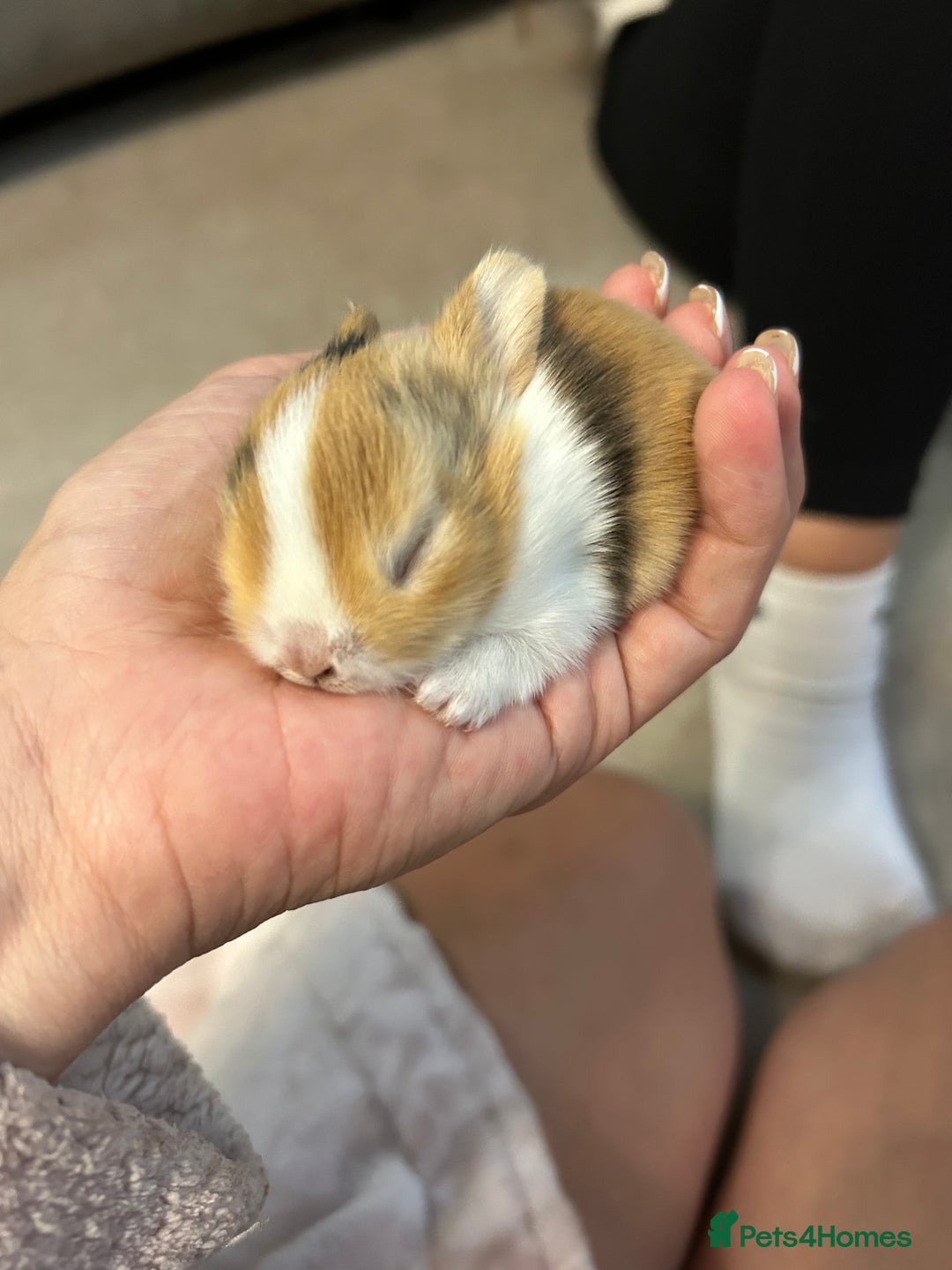 Tri Coloured Dutch rabbits for sale: Tricoloured Dutch Rabbits - Image 6