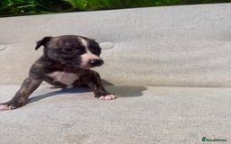 Whippet dogs for sale: KC Registered Whippet Puppies - Image 13