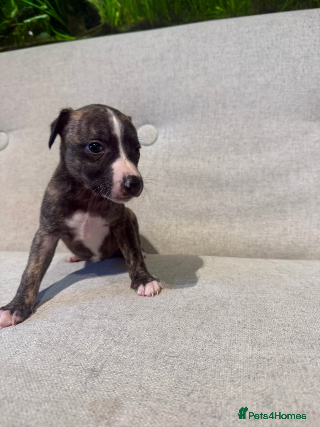 Whippet dogs for sale: KC Registered Whippet Puppies - Image 13