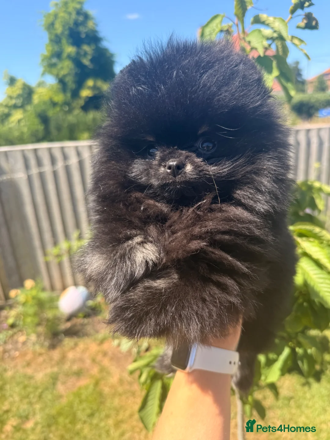 Pomeranian dogs for sale: Stunning black and silver male Pomeranian  in Bungay - Advert 7