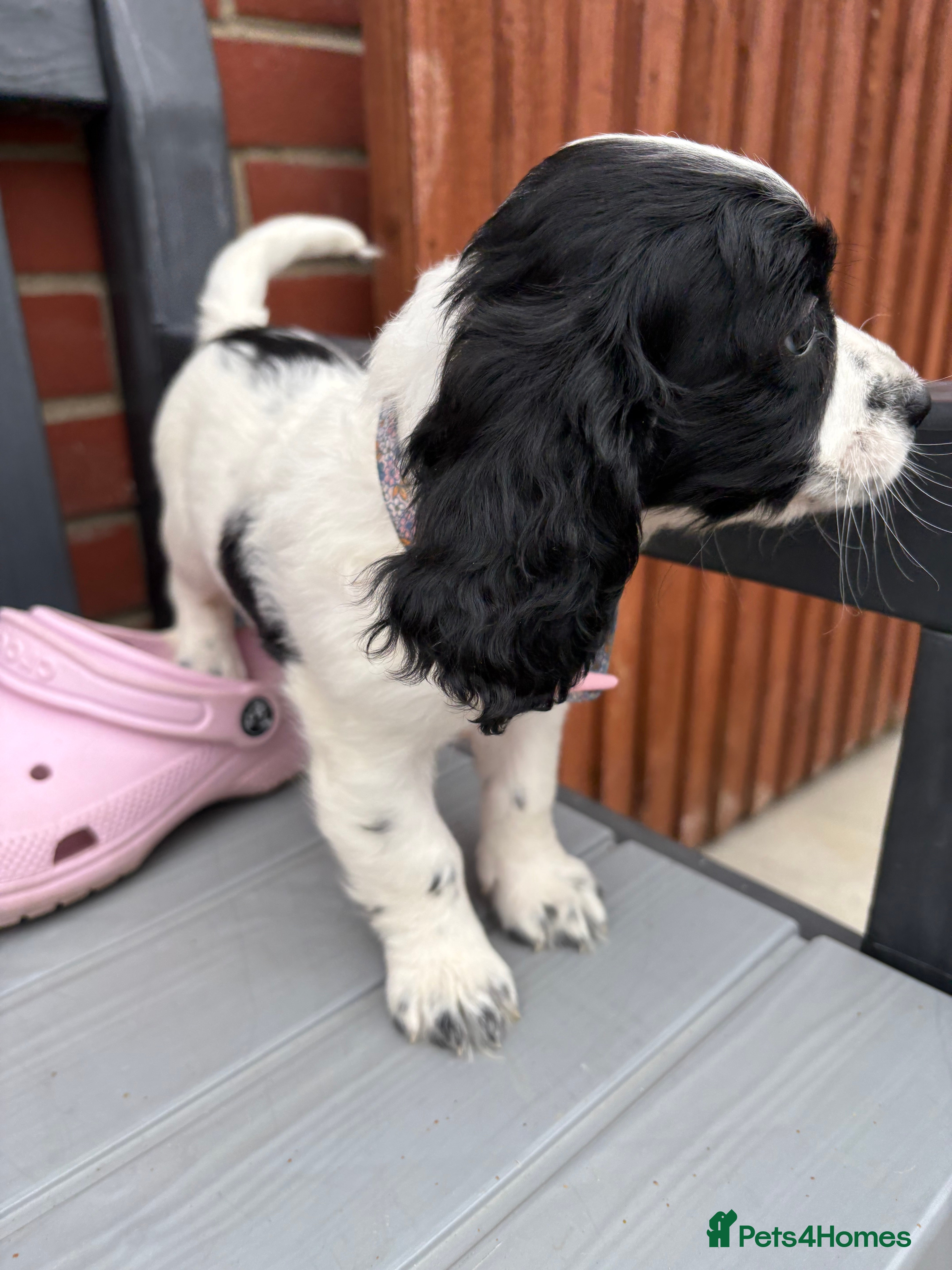 Cockapoo dogs Cockapoo puppies - Advert 2