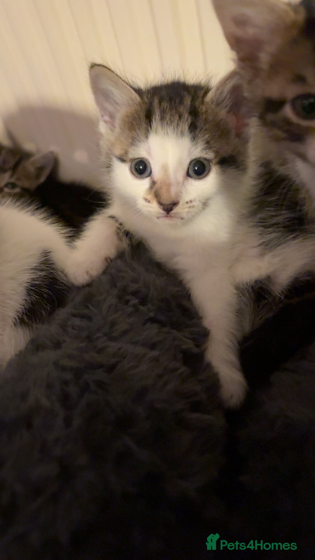 Mixed Breed cats for sale: Kittens for sale :) - Advert 11