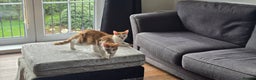 British Shorthair cats for sale: 2 ginger brothers. Will be going to same home  - Advert 4