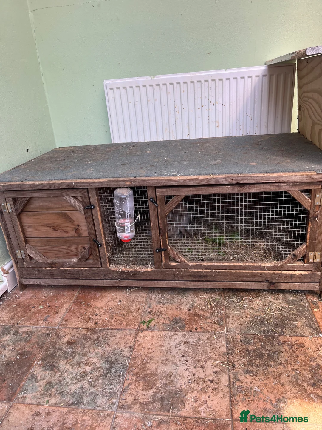 Dwarf Lop rabbits for sale: Two mini lop Rabbits. With cage.  - Advert 5