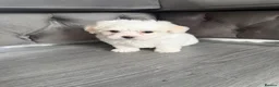 Maltese dogs for sale: Tiny Maltese Boy puppies 💙 - Advert 15