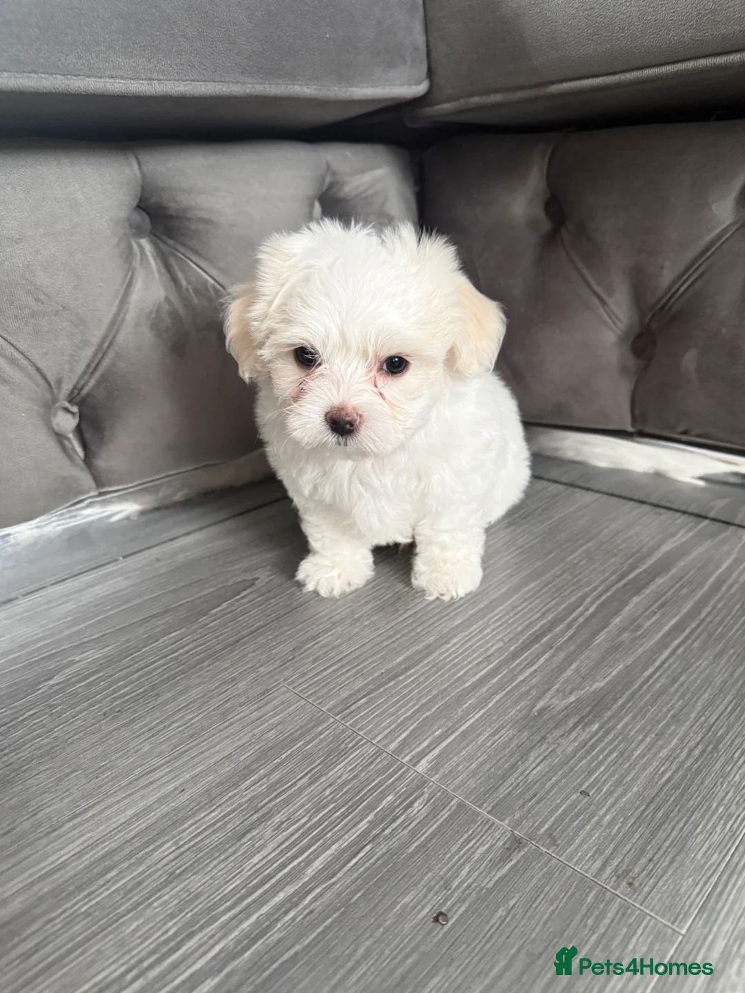 Maltese dogs for sale: Tiny Maltese Boy puppies 💙 - Advert 15