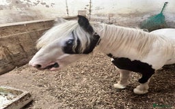 Irish Cob horses for sale: 4yr ride and drive 11.2hh bugsy  - Image 2