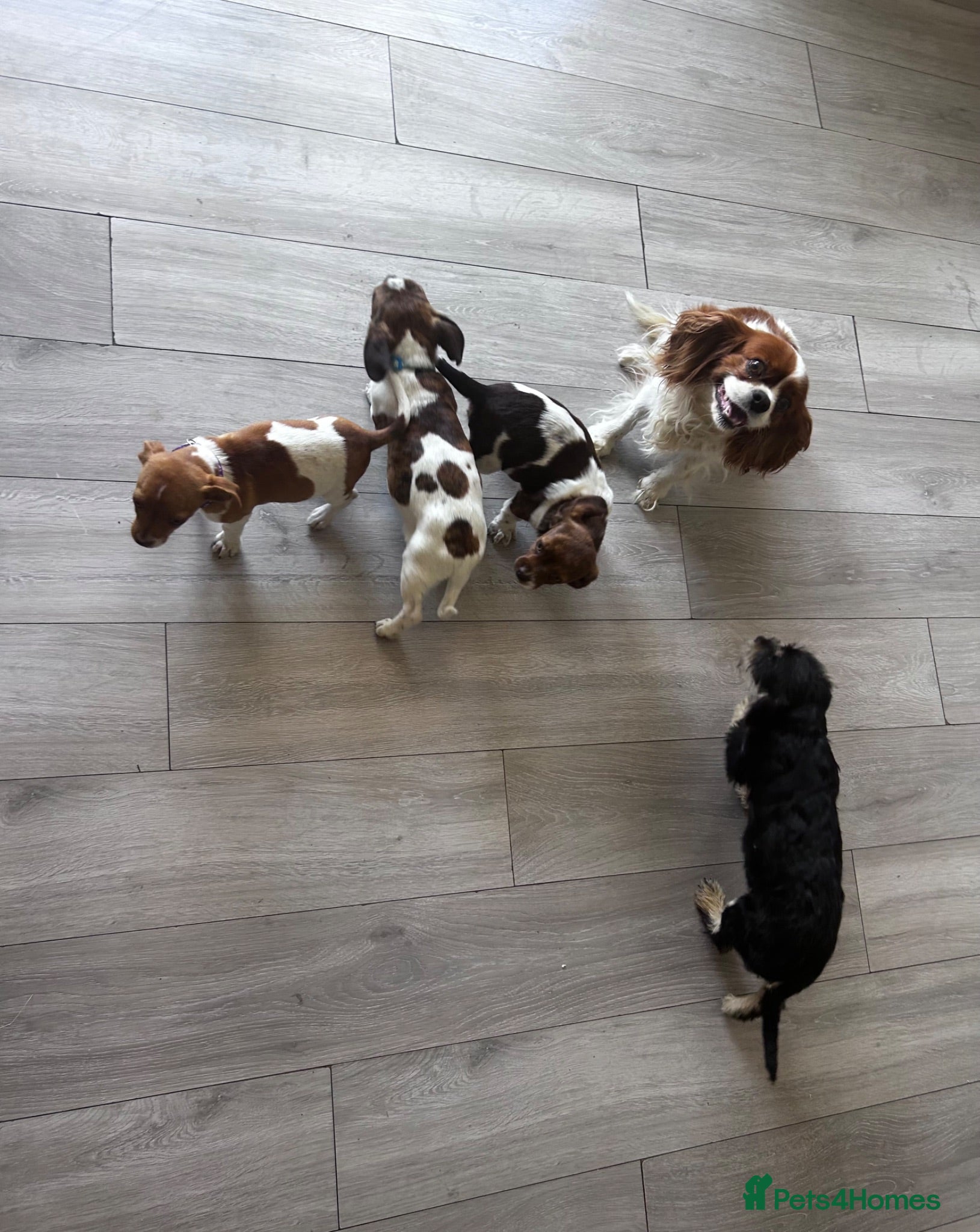 Mixed Breed dogs Beautiful Cavajack Puppies Ready to be homed  - Advert 1