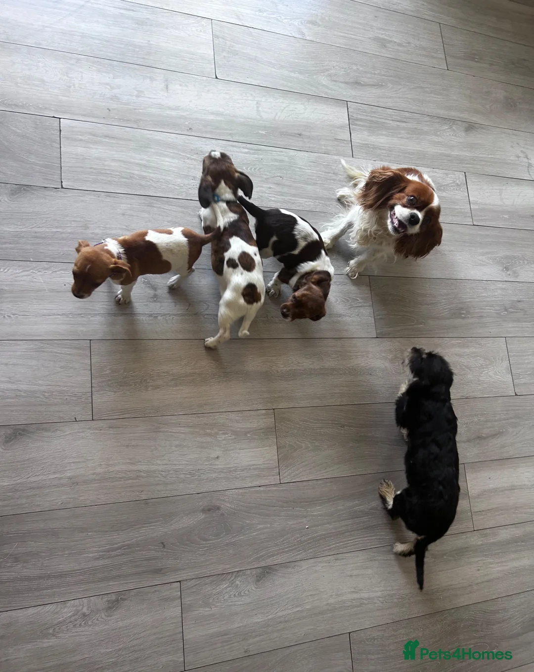 Mixed Breed dogs for sale: Beautiful Cavajack Puppies Ready to be homed  - Advert 1