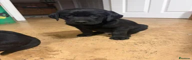 Labrador Retriever 4