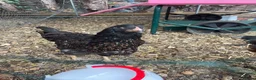 Chickens poultry for sale: Pure breed point of lay hens £50 for all 3 in Swindon - Advert 4
