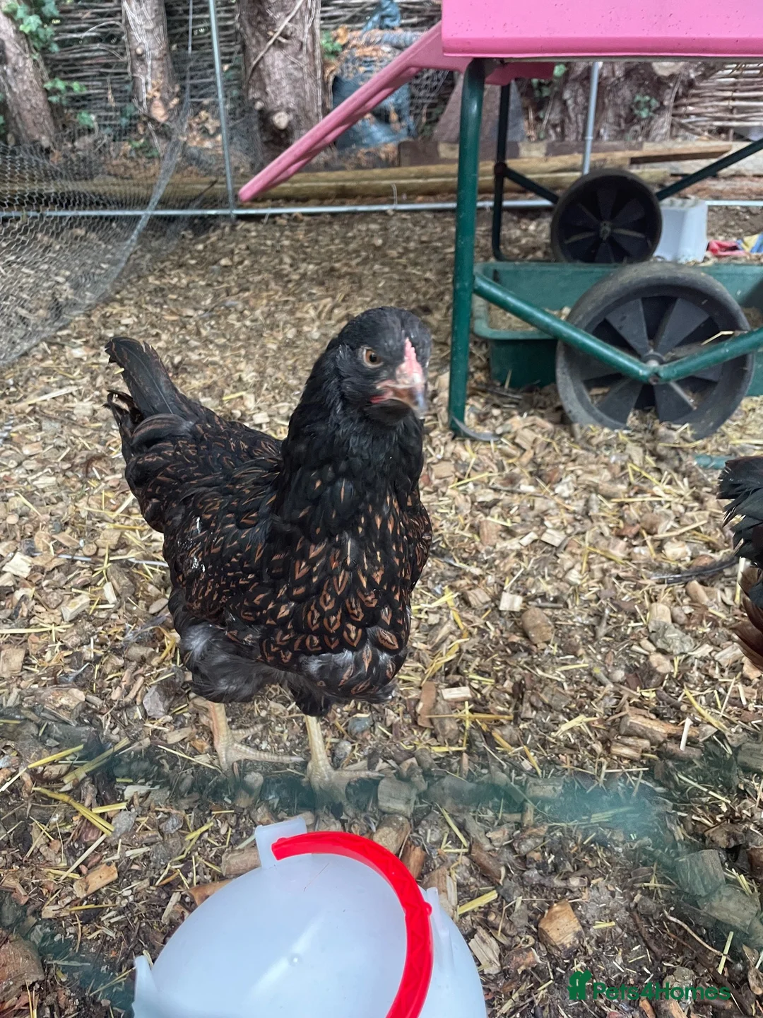 Chickens poultry for sale: Pure breed point of lay hens £50 for all 3 in Swindon - Advert 4