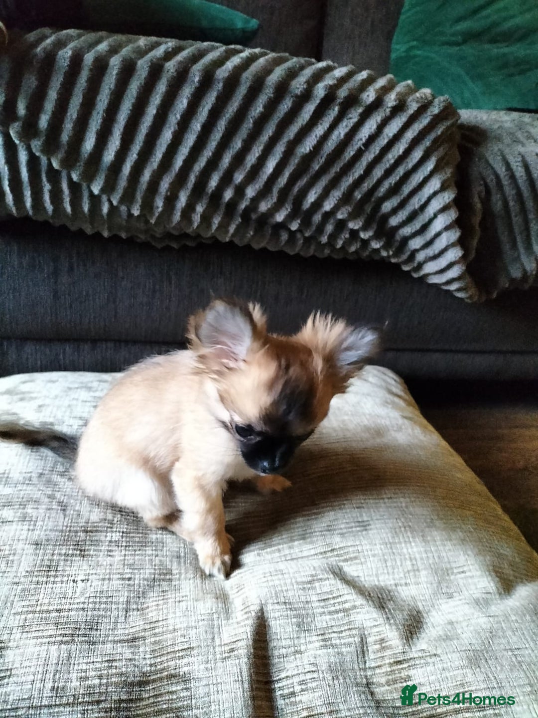Chihuahua dogs for sale: 14 week old female long haired chihuahua  - Advert 1