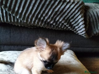 Chihuahua dogs 14 week old female long haired chihuahua - Advert 1
