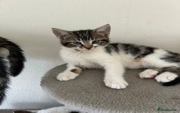 Mixed Breed cats for sale: Kittens for sale  - Image 3