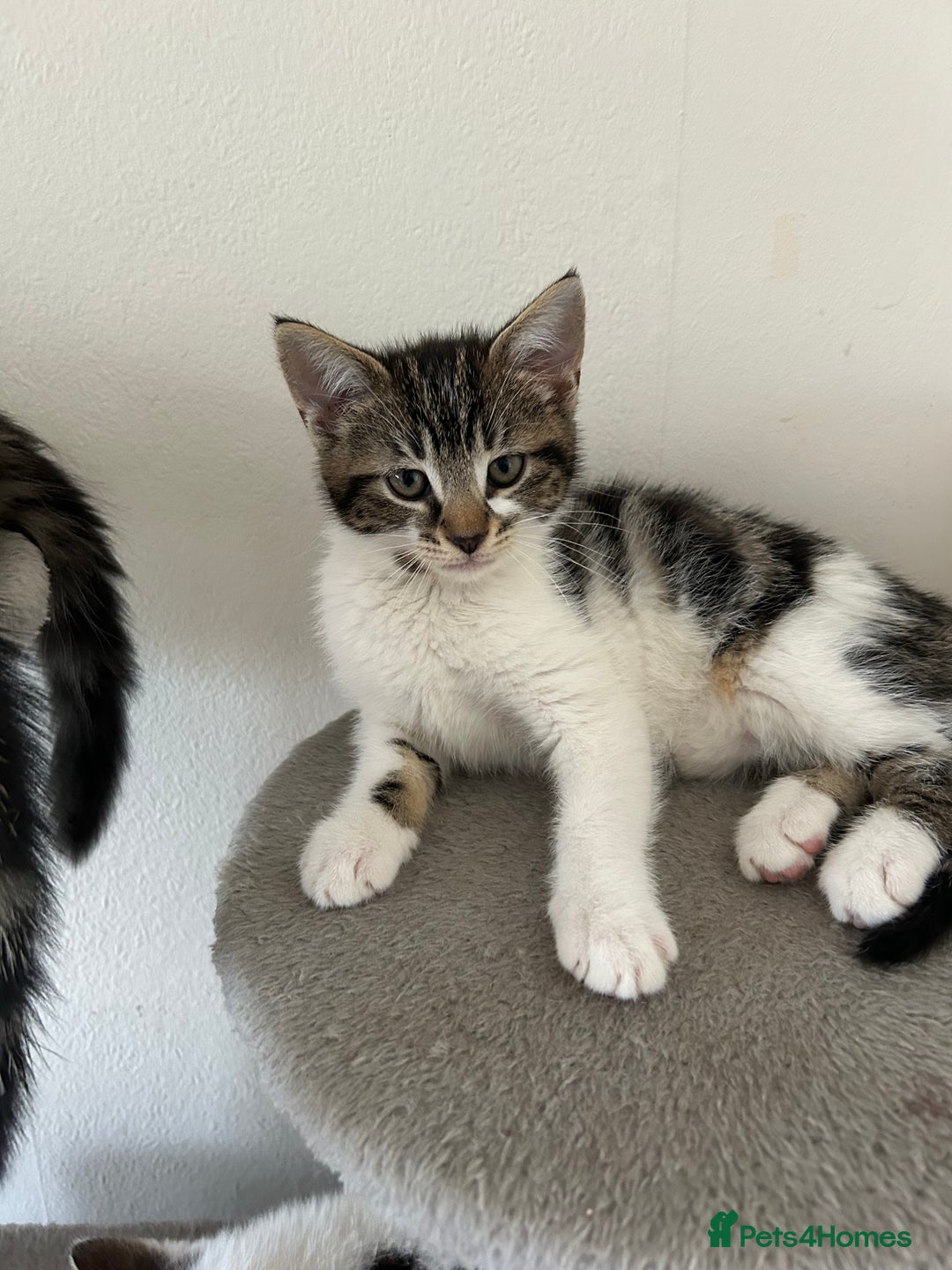 Mixed Breed cats for sale: Kittens for sale  - Image 3