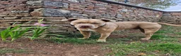American Bully dogs for stud: Champ the stud in Bristol - Advert 7