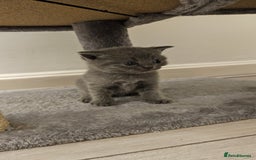 Scottish Fold cats for sale: 🐱British Shorthair x Scottish Fold Kittens🐱 - Advert 15