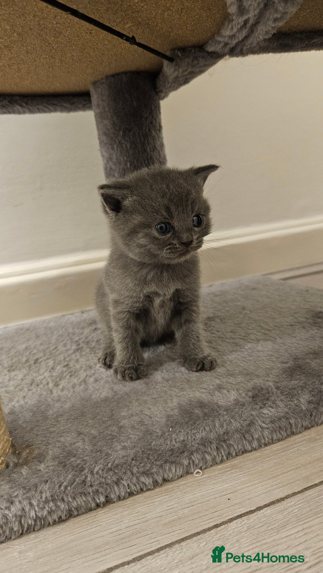 Scottish Fold cats for sale: 🐱British Shorthair x Scottish Fold Kittens🐱 - Advert 15