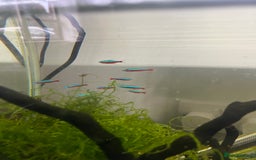 Tetras fish for sale: 10 Neon Tetras For Sale in Leeds - Image 5