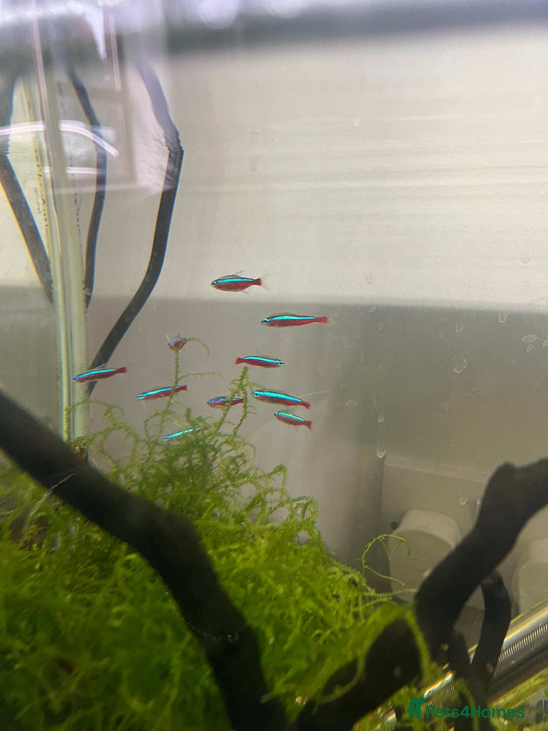 Tetras fish for sale: 10 Neon Tetras For Sale in Leeds - Image 5