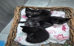 Mixed Breed cats for sale: Beautiful mixed kittens  - Image 14